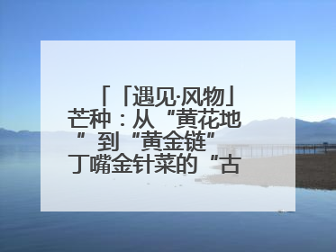 「遇见·风物」芒种：从“黄花地”到“黄金链” 丁嘴金针菜的“古法”经