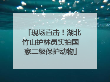 现场直击！湖北竹山护林员实拍国家二级保护动物