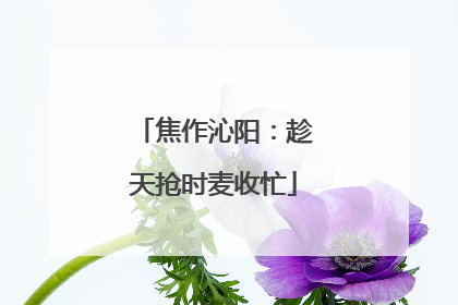 焦作沁阳：趁天抢时麦收忙