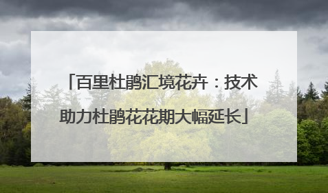 百里杜鹃汇境花卉：技术助力杜鹃花花期大幅延长