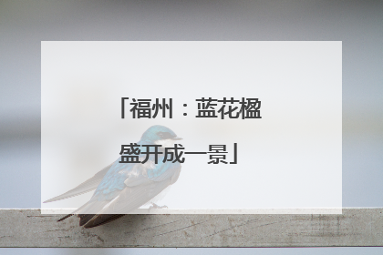 福州：蓝花楹盛开成一景