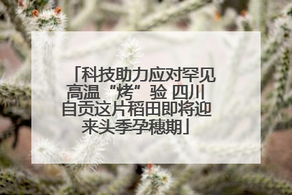 科技助力应对罕见高温“烤”验 四川自贡这片稻田即将迎来头季孕穗期