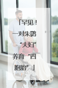 罕见！一对朱鹮“夫妇”养育“四胞胎”