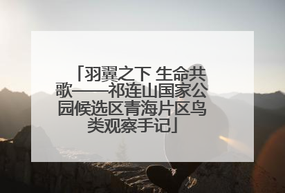 羽翼之下 生命共歌——祁连山国家公园候选区青海片区鸟类观察手记