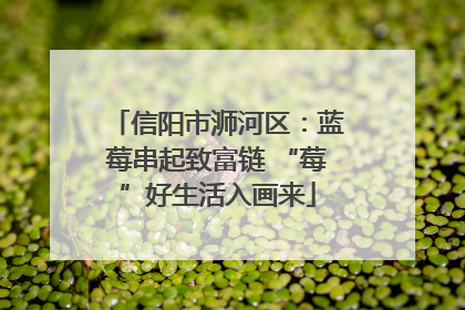 信阳市浉河区：蓝莓串起致富链 “莓”好生活入画来