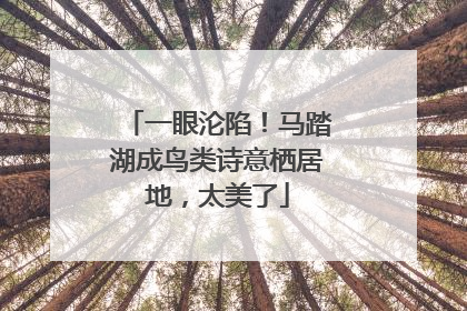 一眼沦陷！马踏湖成鸟类诗意栖居地，太美了