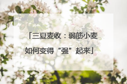三夏麦收：弱筋小麦如何变得“强”起来