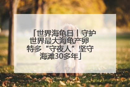世界海龟日丨守护世界最大海龟产卵 特多“守夜人”坚守海滩30多年