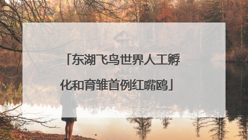 东湖飞鸟世界人工孵化和育雏首例红嘴鸥