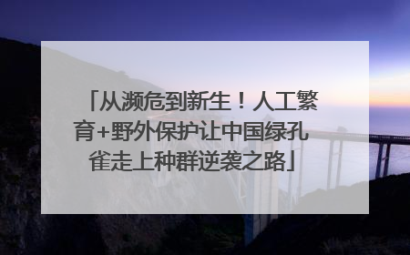 从濒危到新生！人工繁育+野外保护让中国绿孔雀走上种群逆袭之路