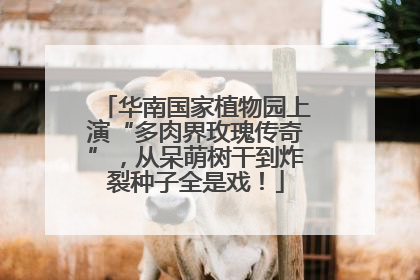 华南国家植物园上演“多肉界玫瑰传奇”，从呆萌树干到炸裂种子全是戏！