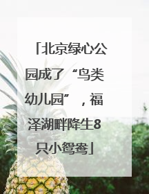 北京绿心公园成了“鸟类幼儿园”，福泽湖畔降生8只小鸳鸯