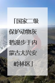 国家二级保护动物灰鹤漫步于内蒙古大兴安岭林区