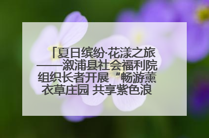 夏日缤纷·花漾之旅——溆浦县社会福利院组织长者开展“畅游薰衣草庄园 共享紫色浪漫”户外活动