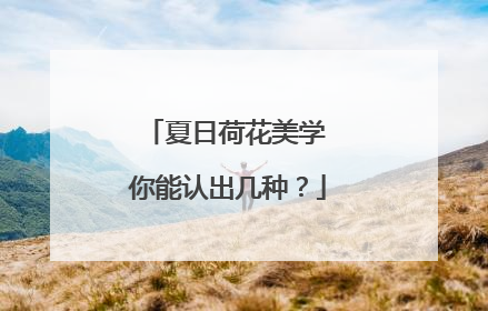 夏日荷花美学 你能认出几种？