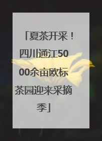 夏茶开采！四川通江5000余亩欧标茶园迎来采摘季