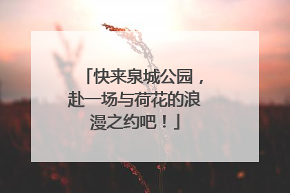 快来泉城公园，赴一场与荷花的浪漫之约吧！