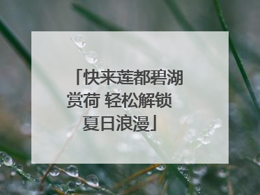 快来莲都碧湖赏荷 轻松解锁夏日浪漫
