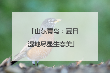 山东青岛：夏日湿地尽显生态美