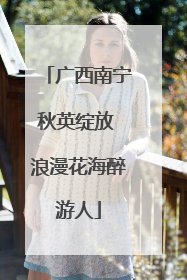 广西南宁秋英绽放 浪漫花海醉游人