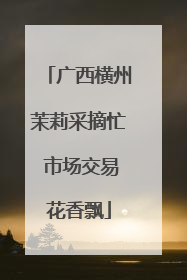 广西横州茉莉采摘忙 市场交易花香飘