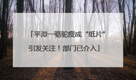 平潭一骆驼瘦成“纸片”引发关注！部门已介入