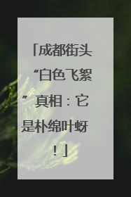 成都街头“白色飞絮”真相：它是朴绵叶蚜！