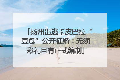 扬州出逃卡皮巴拉“豆包”公开征婚：无须彩礼且有正式编制