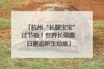 杭州“长腿宝宝”过节啦！世界长颈鹿日邂逅新生幼崽