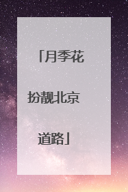 月季花扮靓北京道路