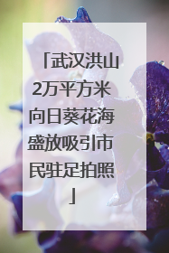 武汉洪山2万平方米向日葵花海盛放吸引市民驻足拍照