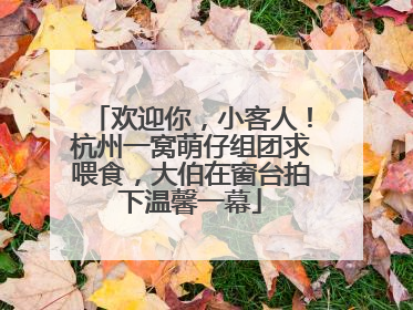 欢迎你，小客人！杭州一窝萌仔组团求喂食，大伯在窗台拍下温馨一幕