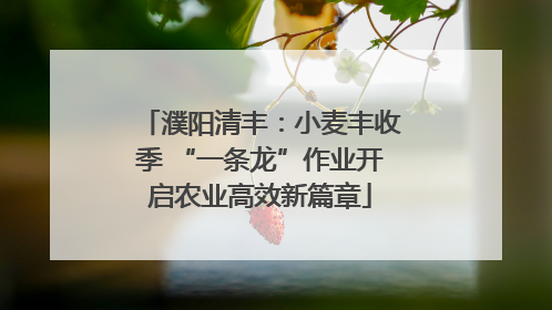 濮阳清丰：小麦丰收季 “一条龙”作业开启农业高效新篇章