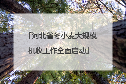 河北省冬小麦大规模机收工作全面启动