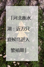 河北衡水湖：近万只夏候鸟进入繁殖期