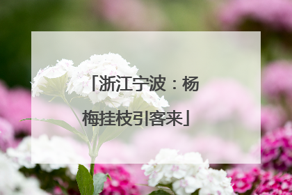 浙江宁波：杨梅挂枝引客来