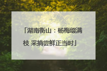 湖南衡山：杨梅缀满枝 采摘尝鲜正当时