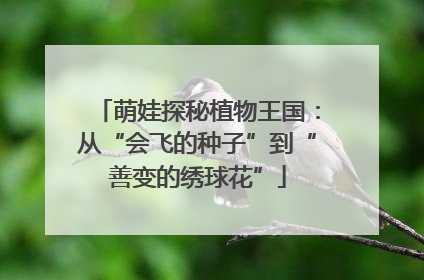 萌娃探秘植物王国：从“会飞的种子”到“善变的绣球花”