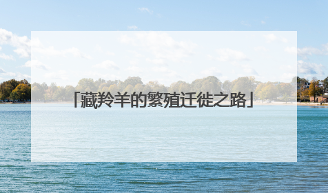 藏羚羊的繁殖迁徙之路