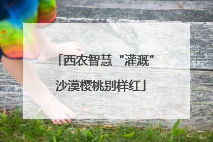西农智慧“灌溉” 沙漠樱桃别样红
