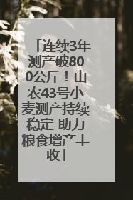 连续3年测产破800公斤！山农43号小麦测产持续稳定 助力粮食增产丰收