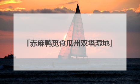 赤麻鸭觅食瓜州双塔湿地
