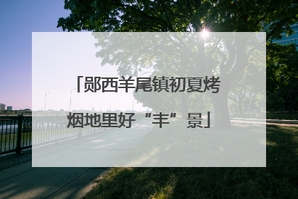 郧西羊尾镇初夏烤烟地里好“丰”景