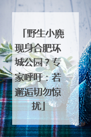 野生小麂现身合肥环城公园？专家呼吁：若邂逅切勿惊扰
