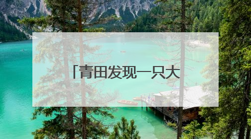 青田发现一只大型野生鼋 目测有六七十斤重