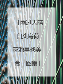 雨过天晴 白头鸟荷花池里找美食｜图集