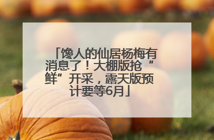 馋人的仙居杨梅有消息了！大棚版抢“鲜”开采，露天版预计要等6月