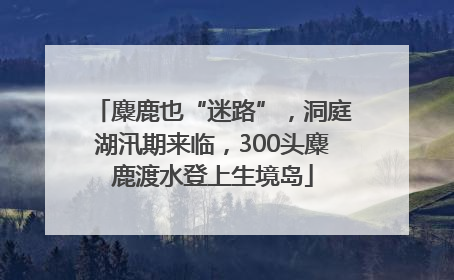 麋鹿也“迷路”，洞庭湖汛期来临，300头麋鹿渡水登上生境岛