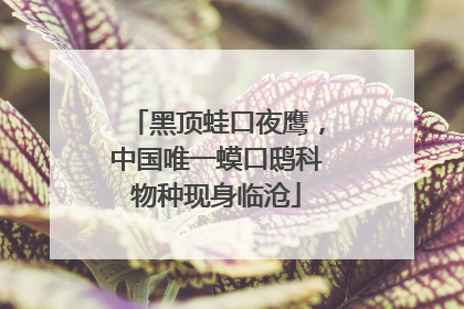黑顶蛙口夜鹰，中国唯一蟆口鸱科物种现身临沧