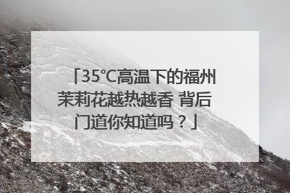 35℃高温下的福州茉莉花越热越香 背后门道你知道吗？